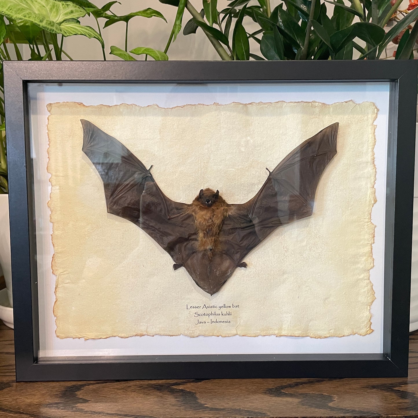 Lesser Asiatic yellow bat