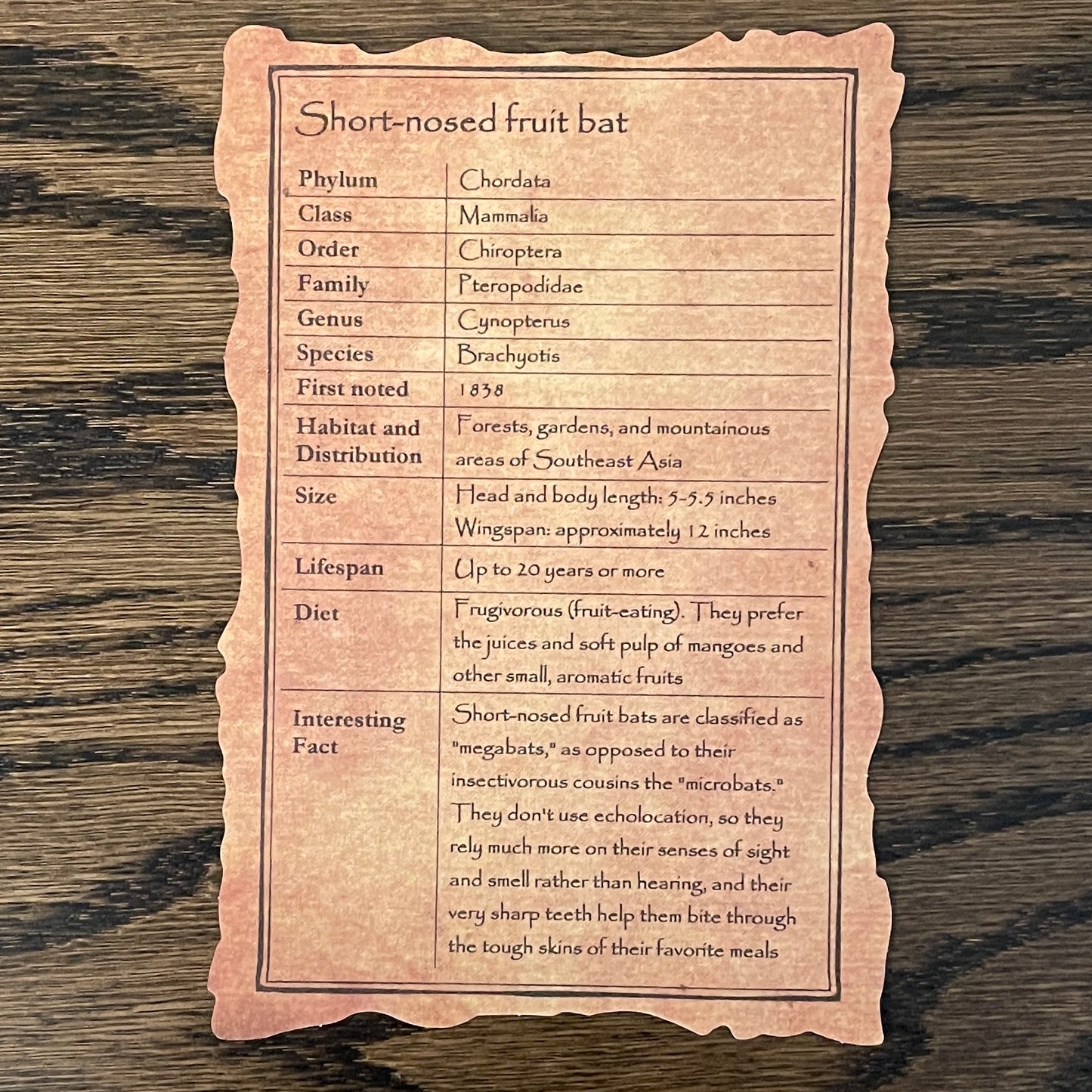 Skeleton: Short-nosed fruit bat - spread wings