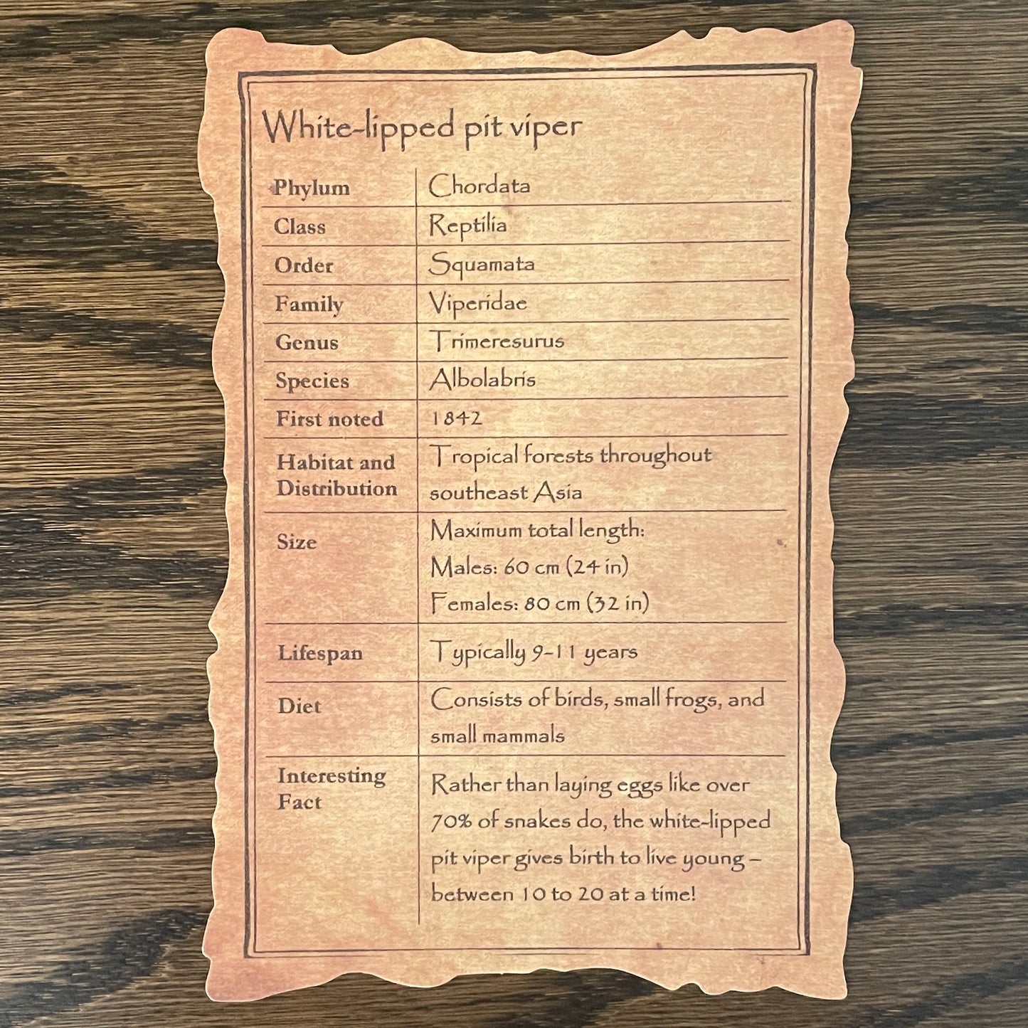 Skeleton: Small size snake (non viper)