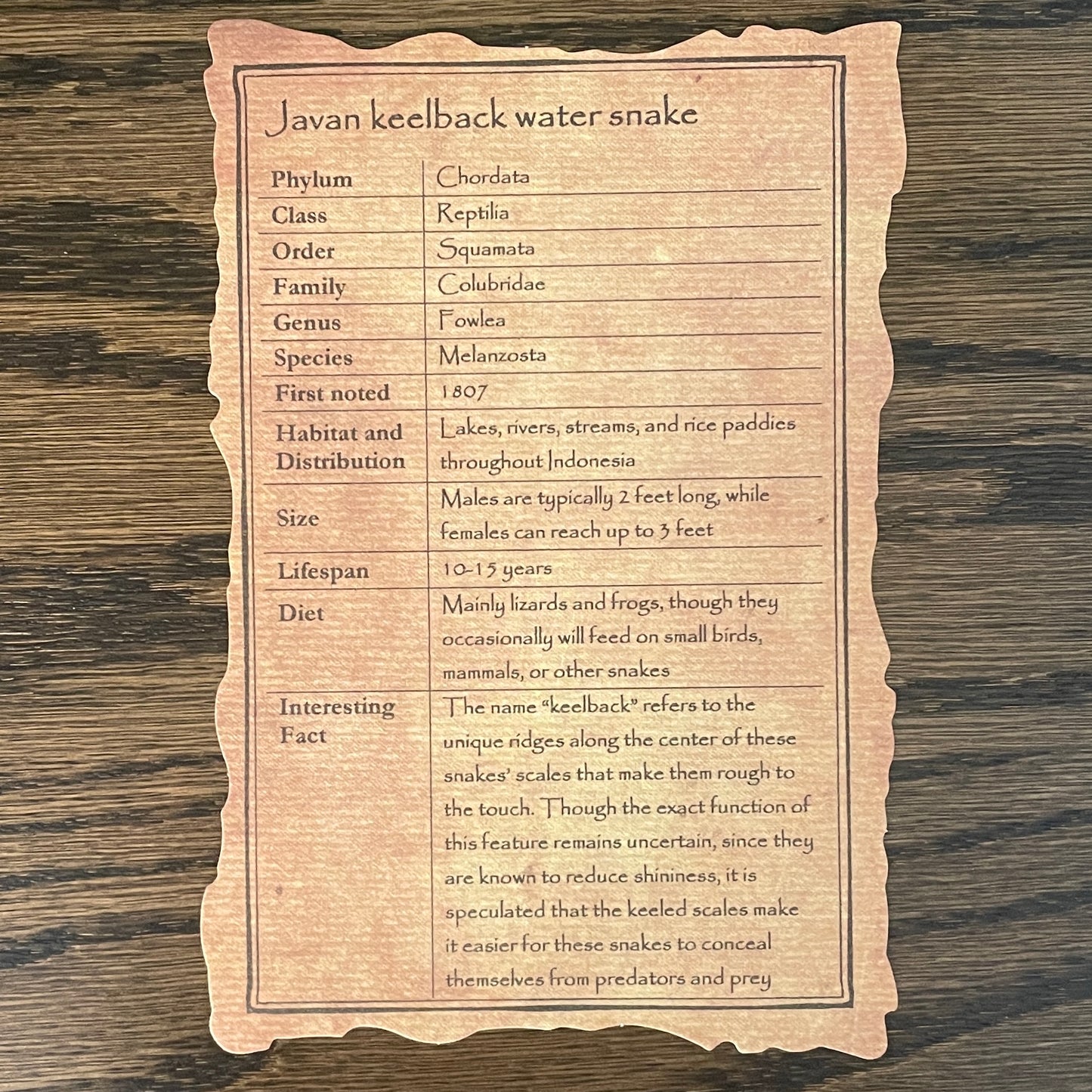 Skeleton: Medium size snake