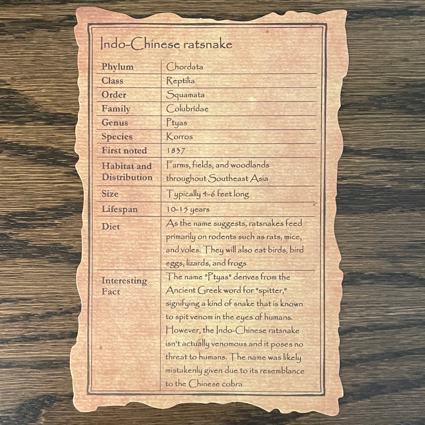 Skeleton: Large size snake