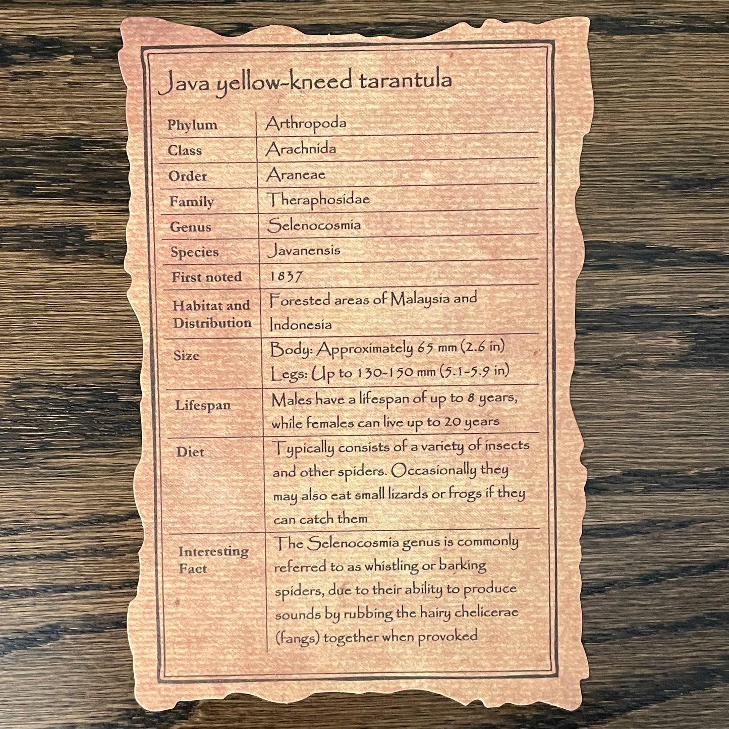 Java yellow-kneed tarantula