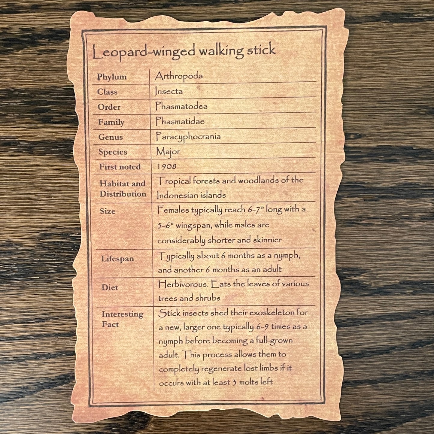 Leopard-winged walking stick