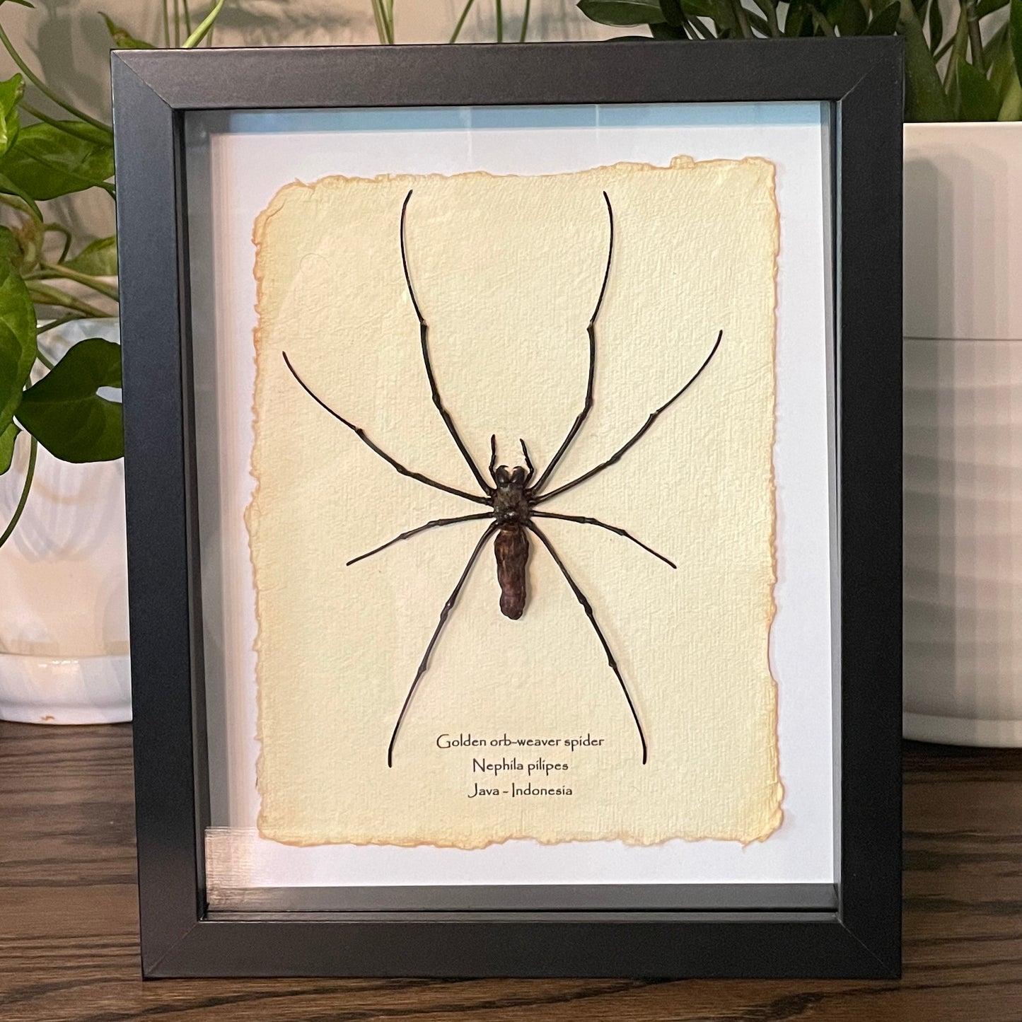 Golden orb-weaver spider
