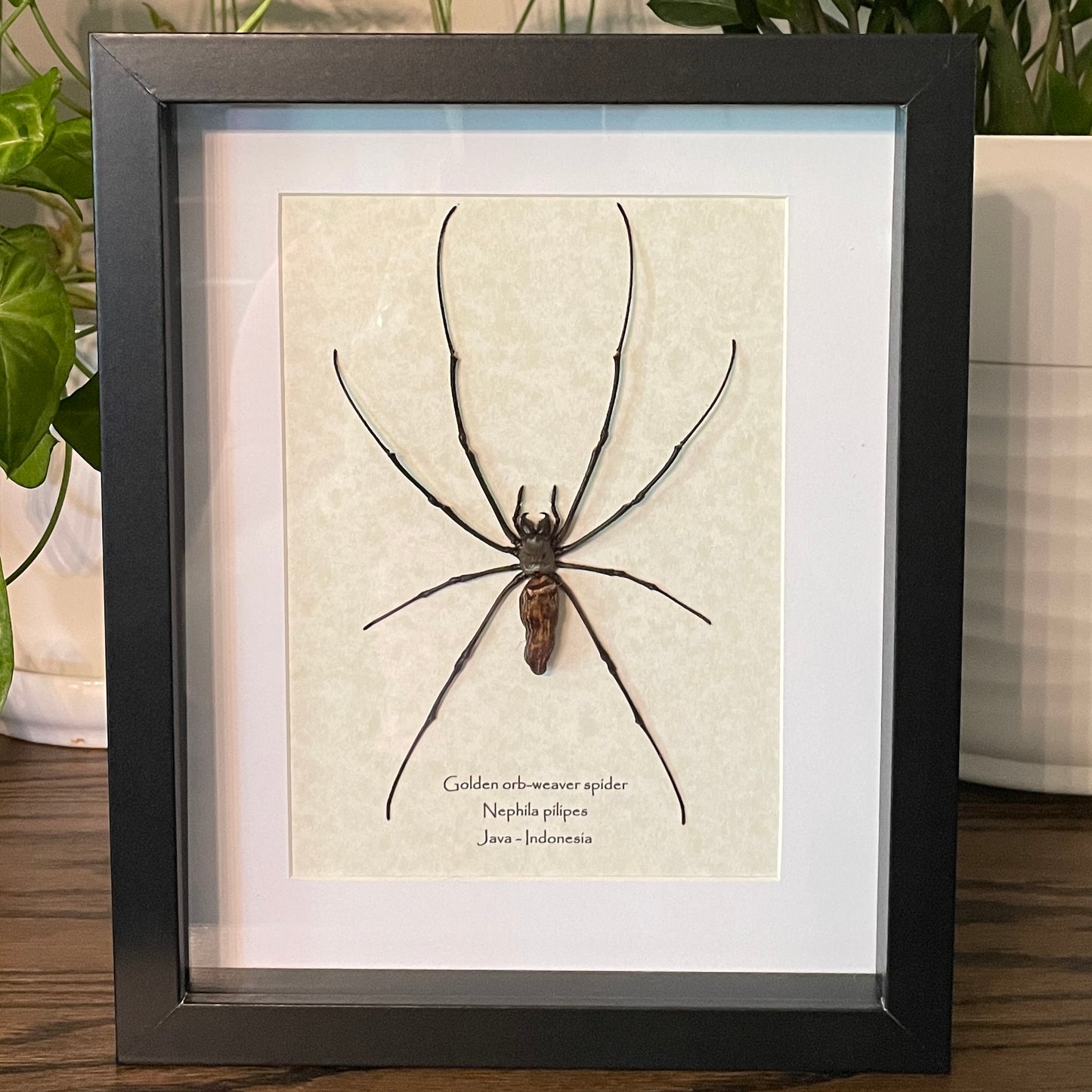 Golden orb-weaver spider