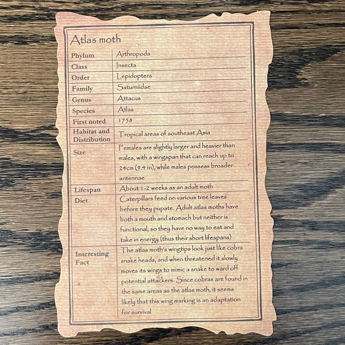 Atlas moth (snake head wings)