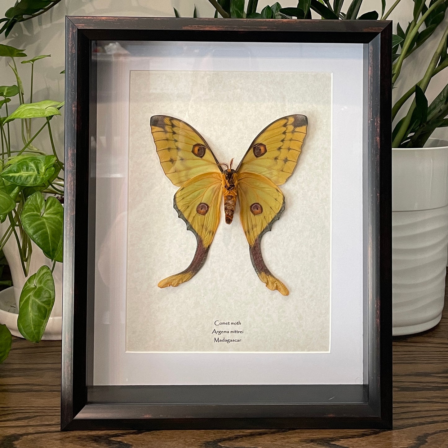 Comet moth - female