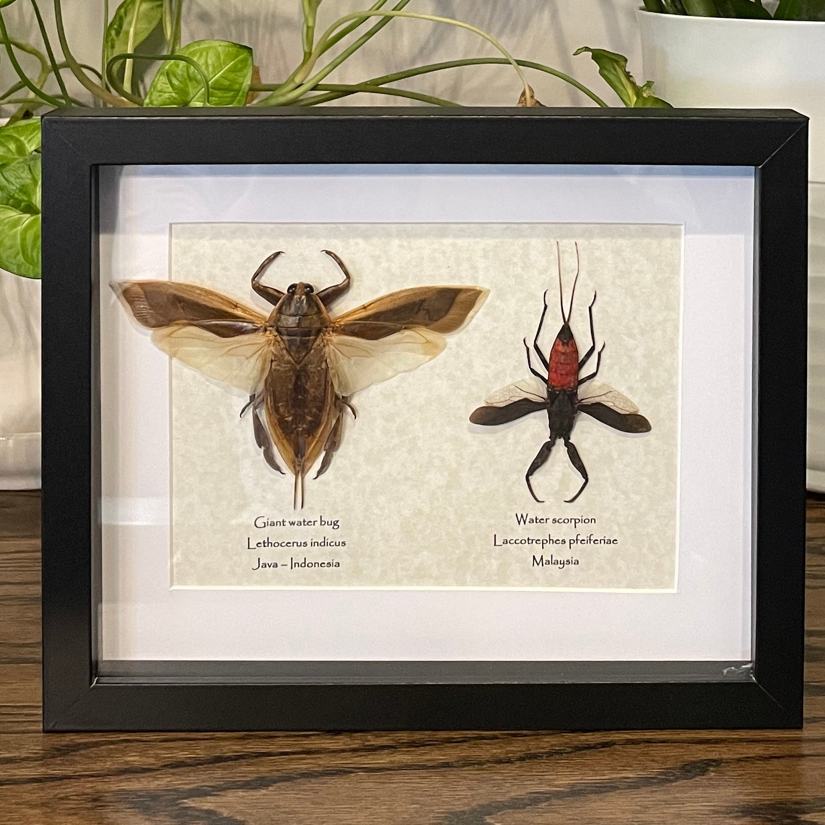 Giant Water Bug (Lethocerus Indicus) In Sumatera Indonesia - Foto 10