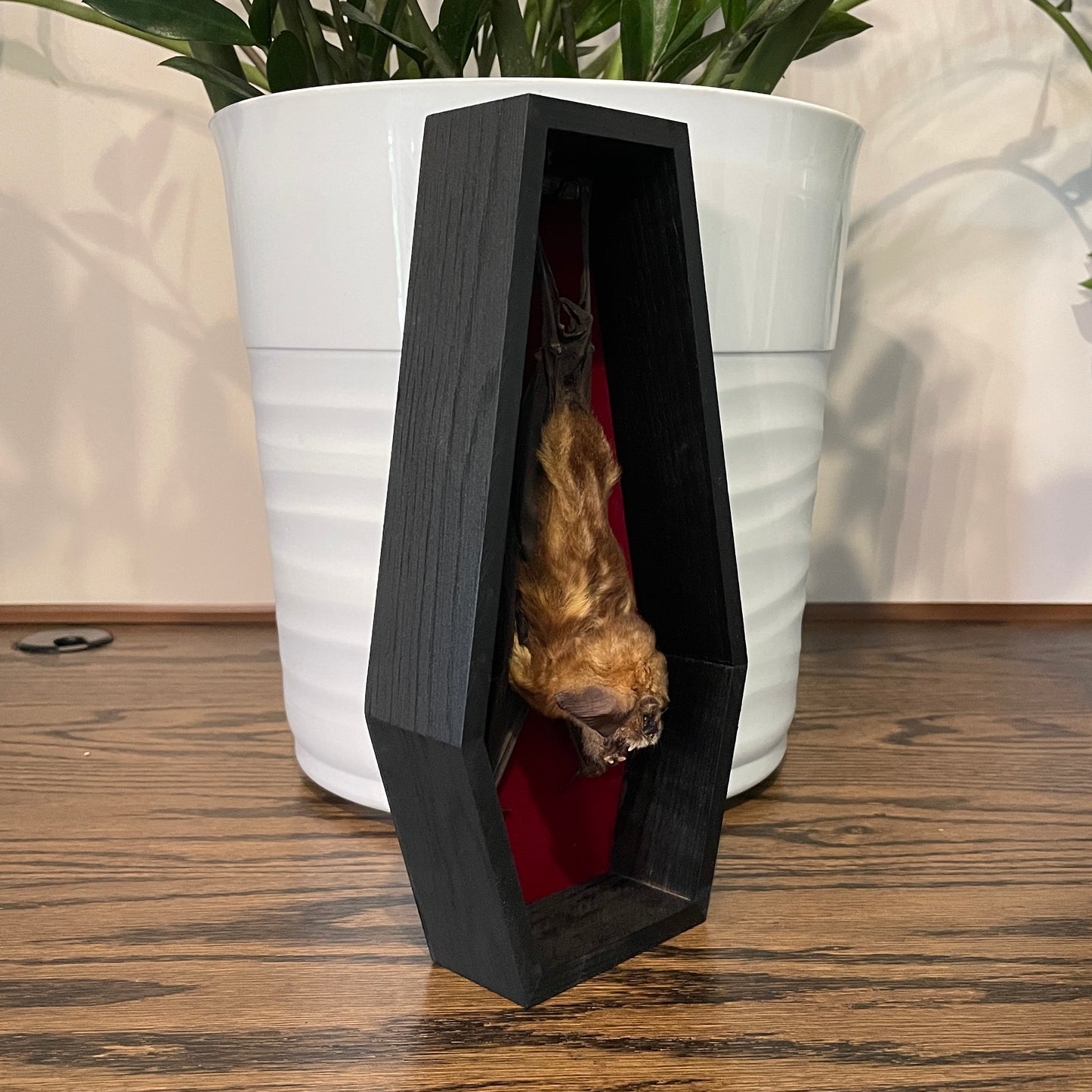 Coffin: Diadem leaf-nosed bat