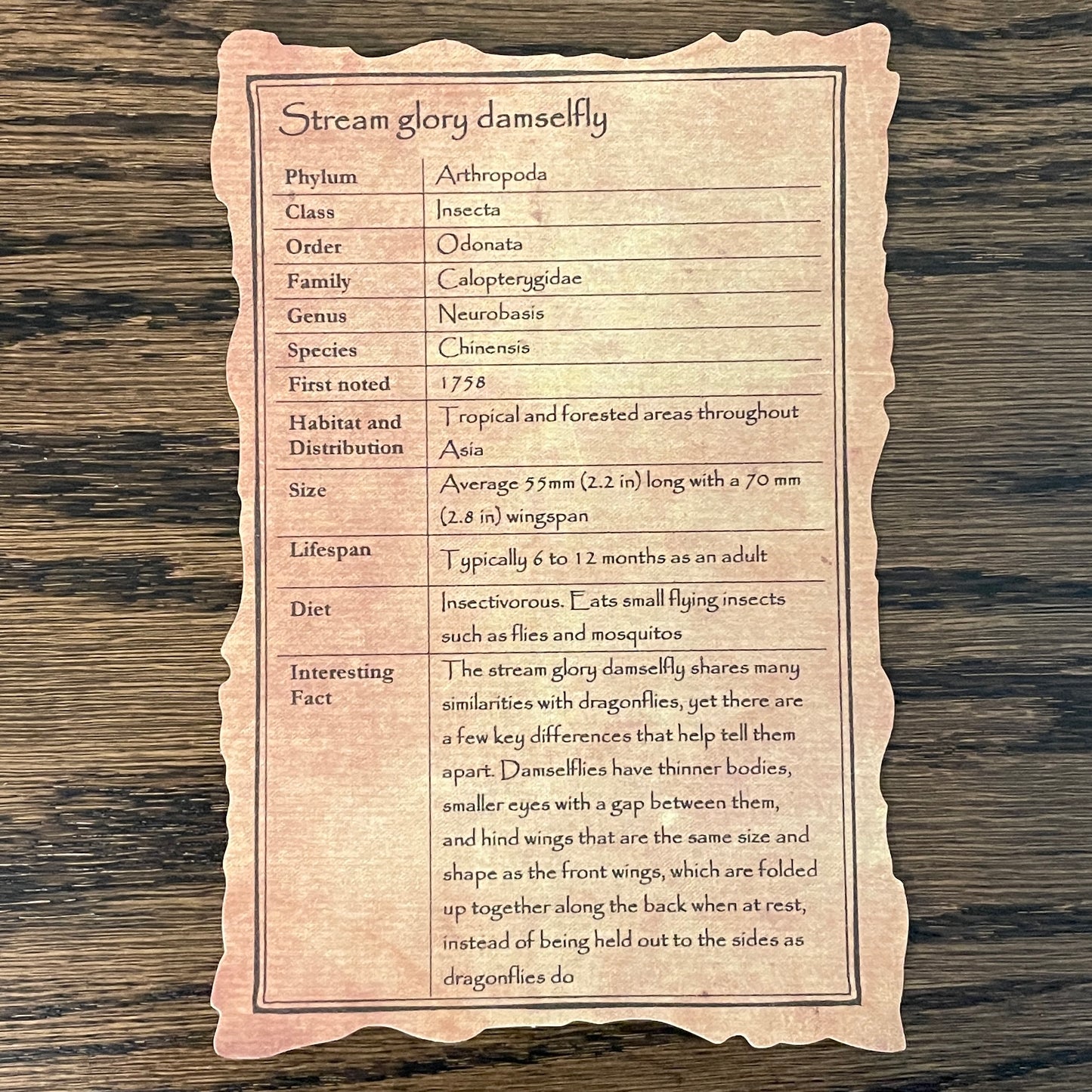 Damselflies - star pattern of 5