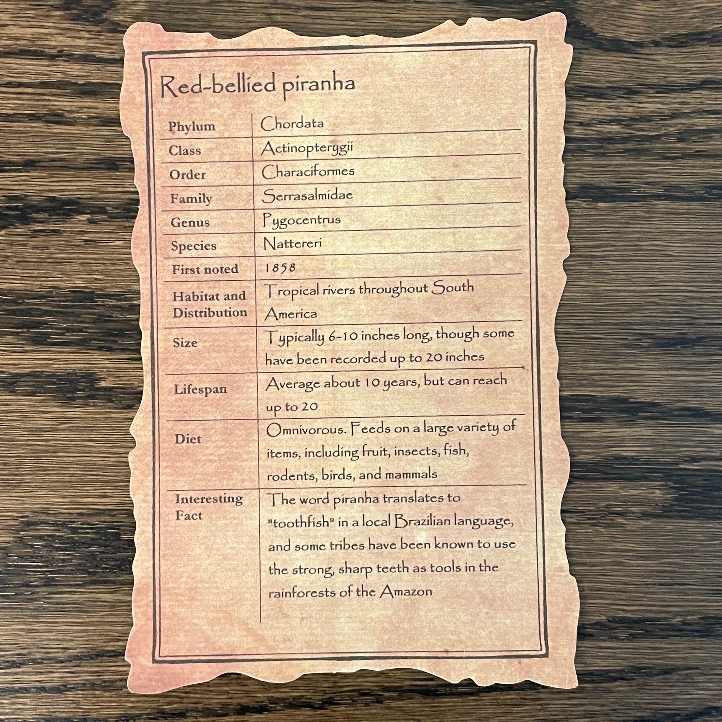 Red-bellied piranha (large)