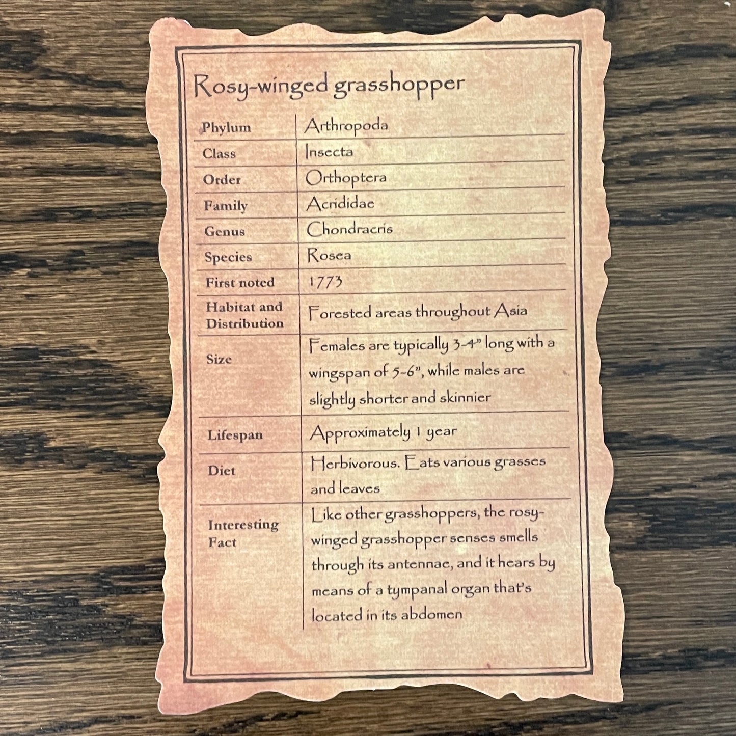 Grasshopper duo - 2 species (smaller males)