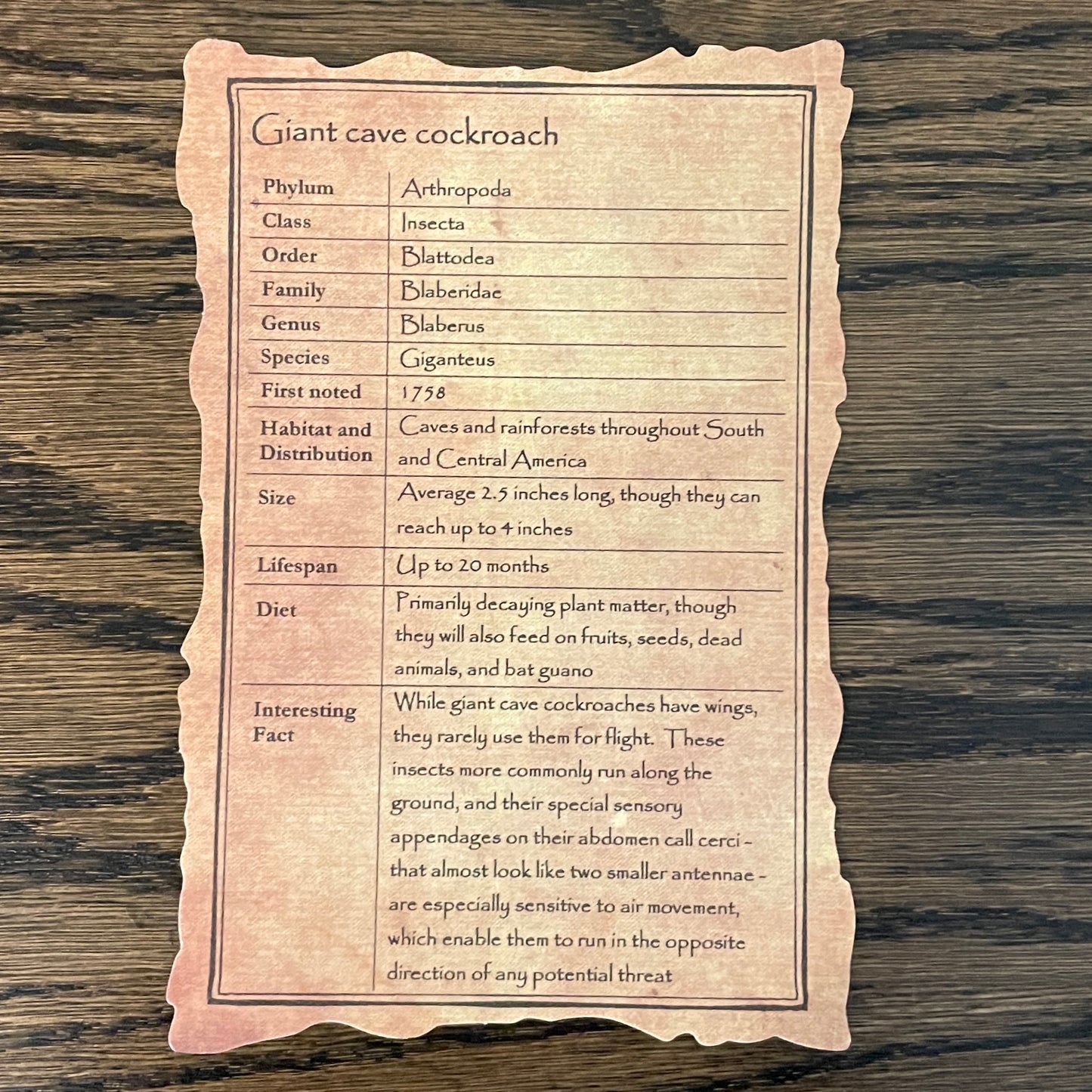 Giant cave cockroach duo - $15 off