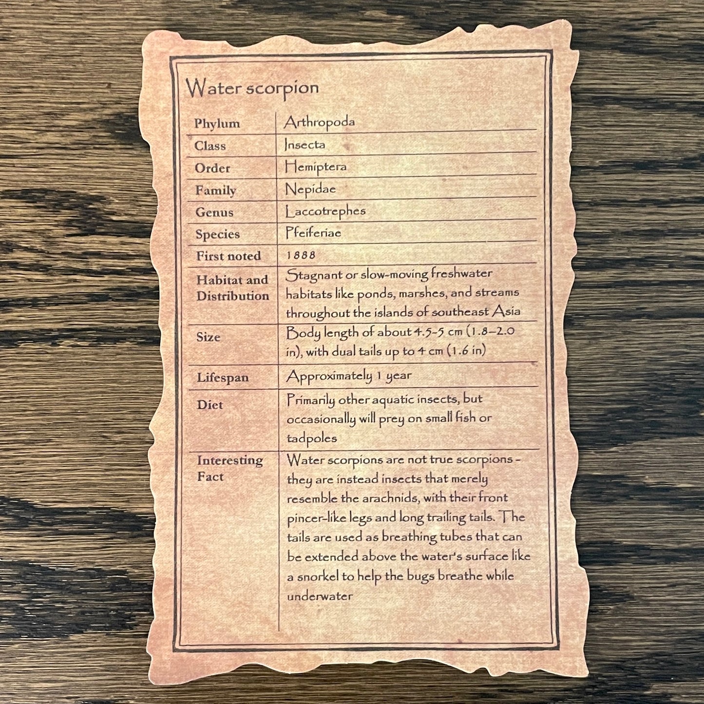 Giant water bug and Water scorpion