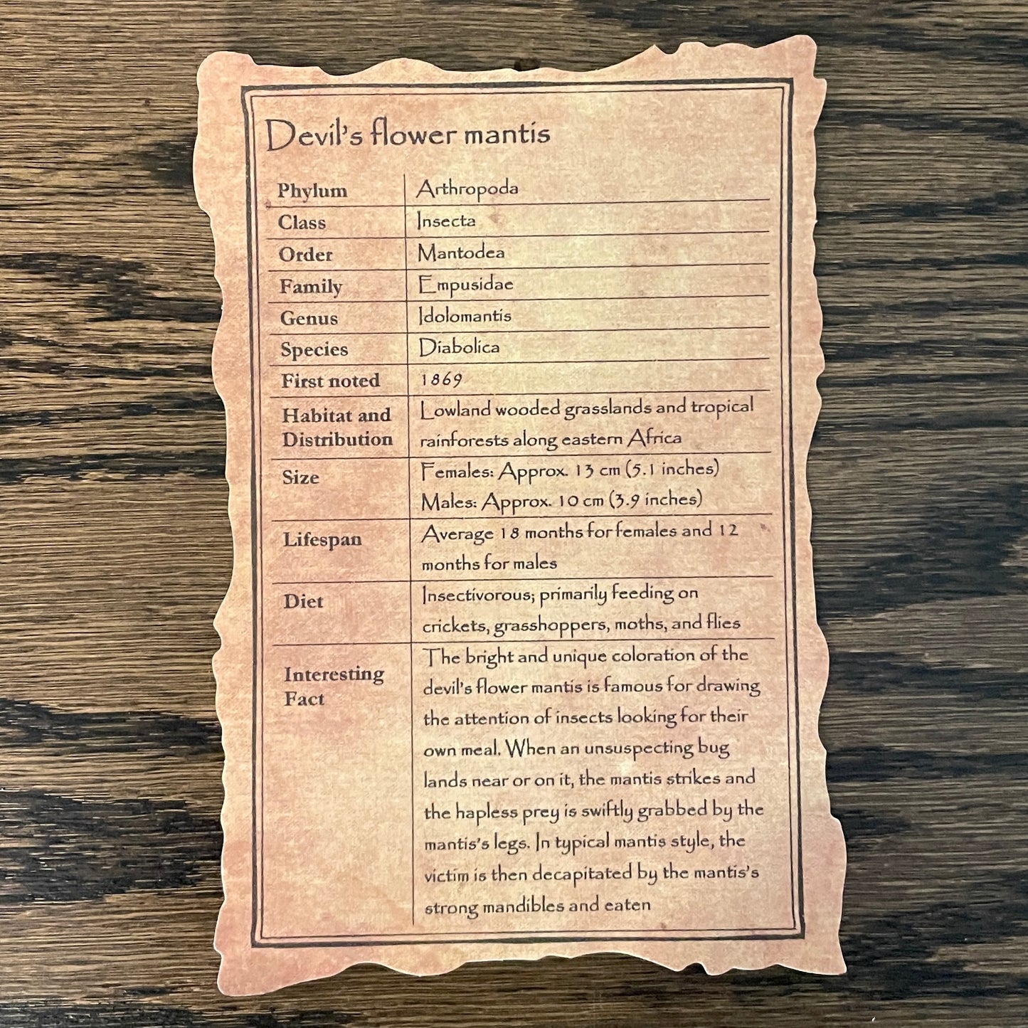 Devil's flower mantis - male