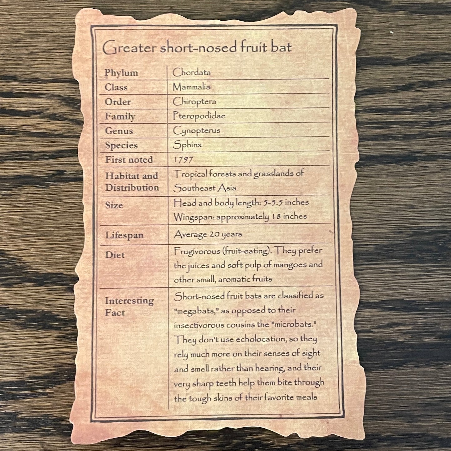 Coffin: Greater short-nosed fruit bat