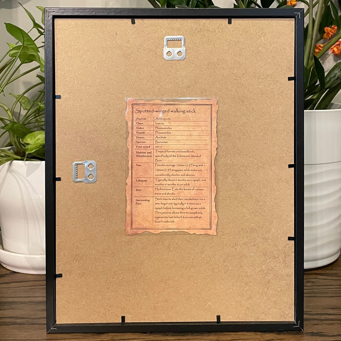 Spotted-wing walking stick