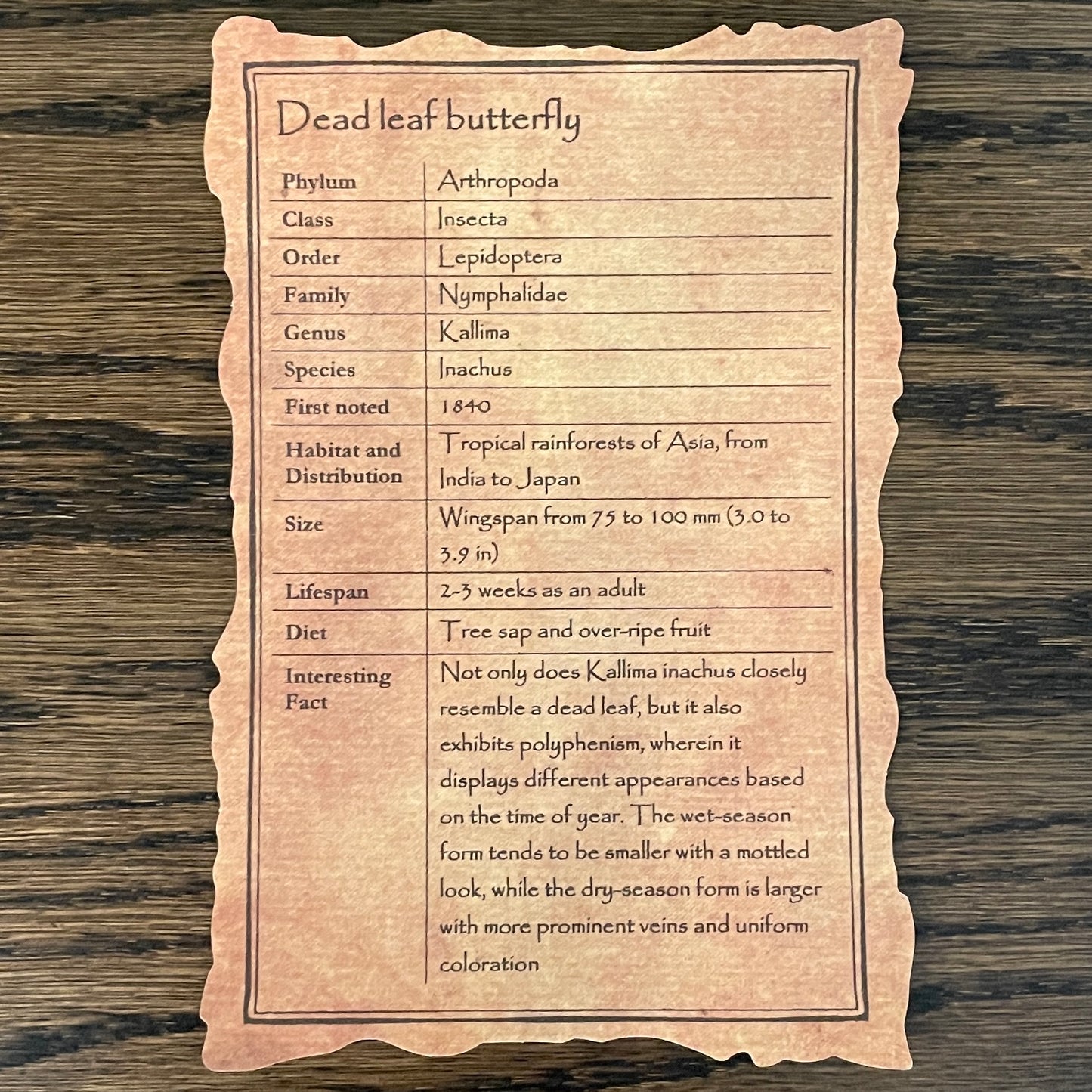 "Nature's Hidden Wonders" - walking leaf, walking stick, & dead leaf butterfly