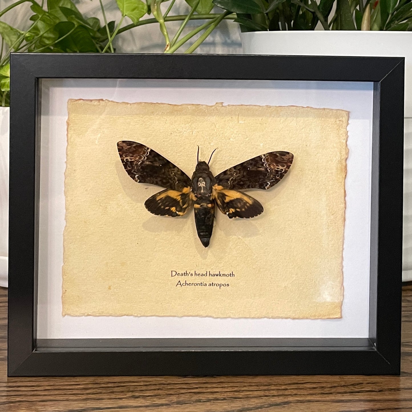 Death's head hawkmoth