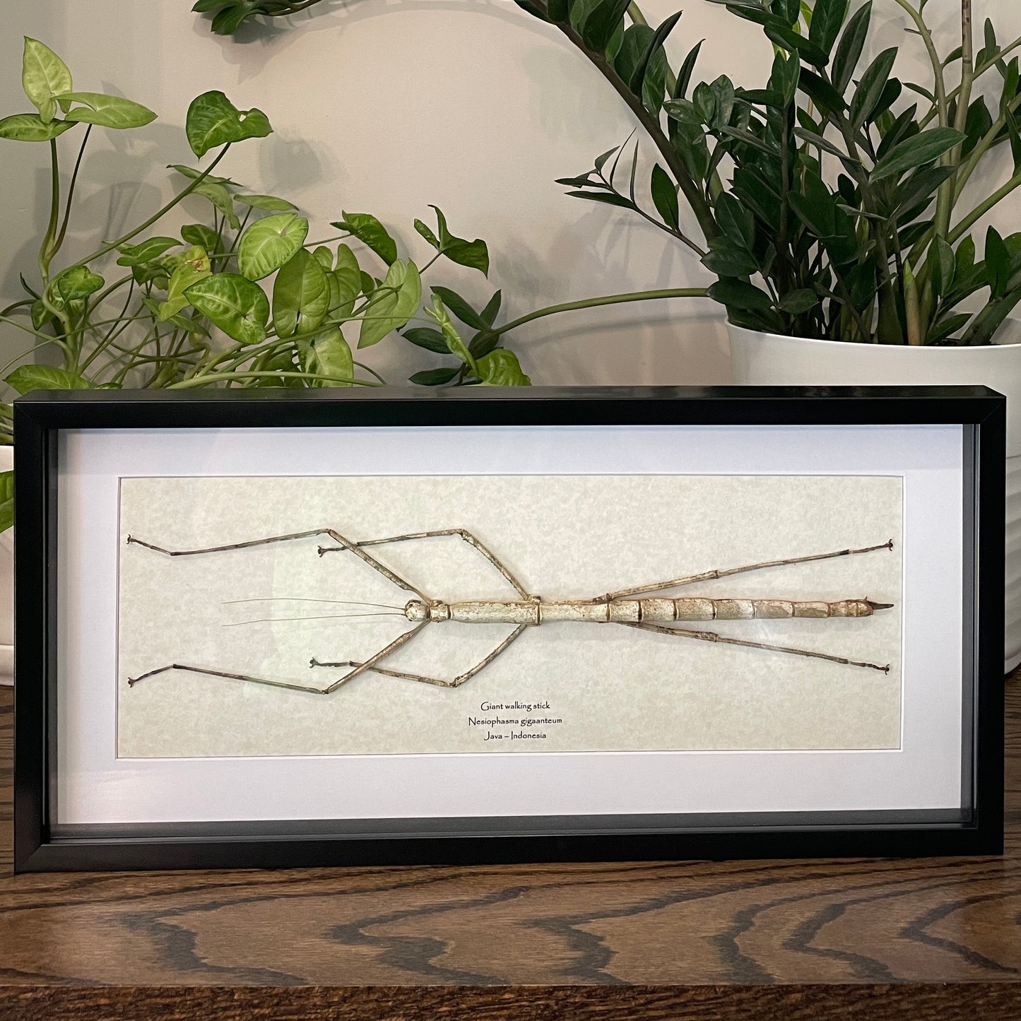 Giant walking stick - N. giganteum