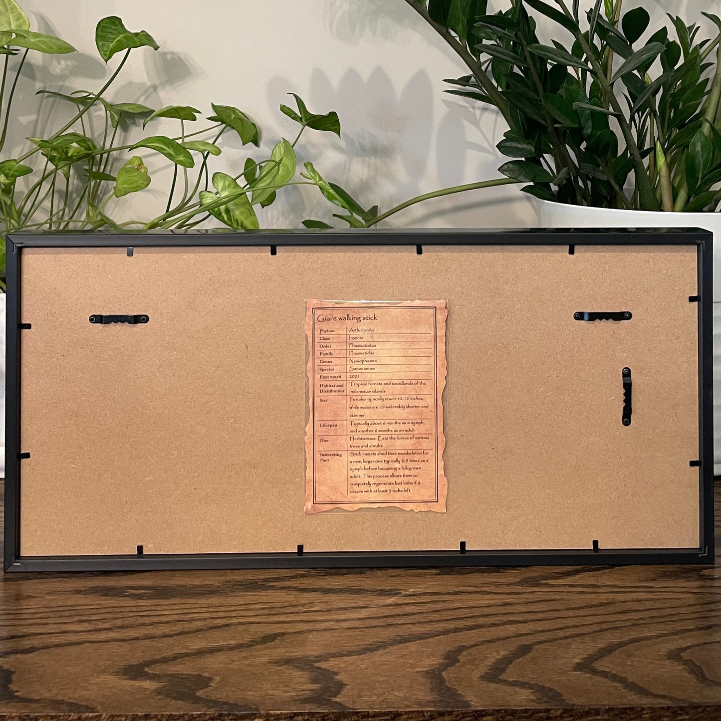 Giant walking stick - N. sananaense