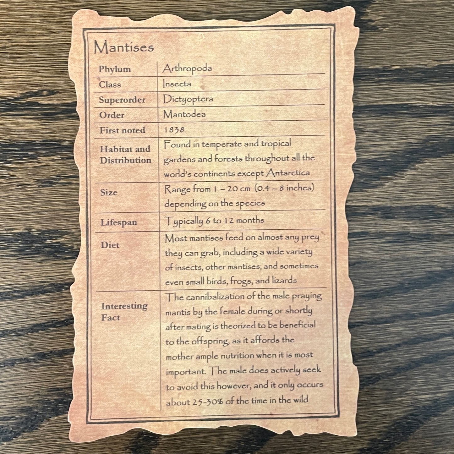 Mantises - stack of 4 unique species