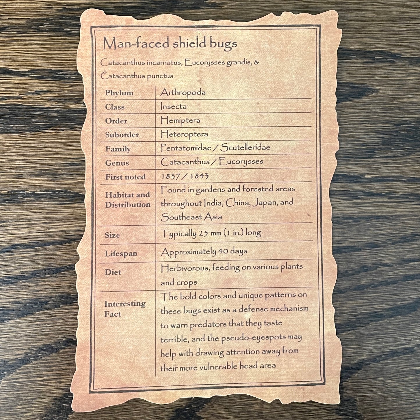 "Nature's Tribal Masks" - 3 man-faced shield bugs