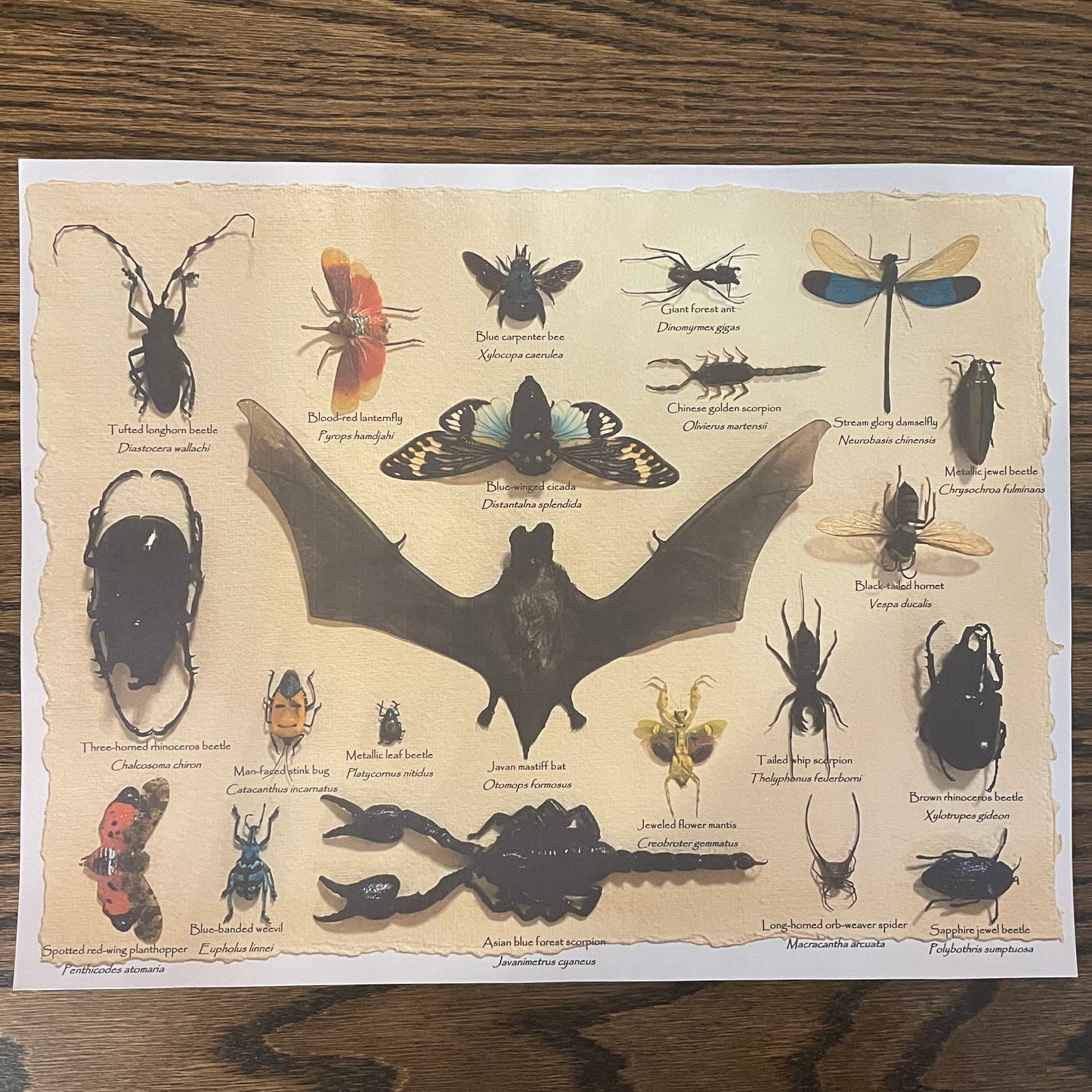 Variety display - 20 unique specimens