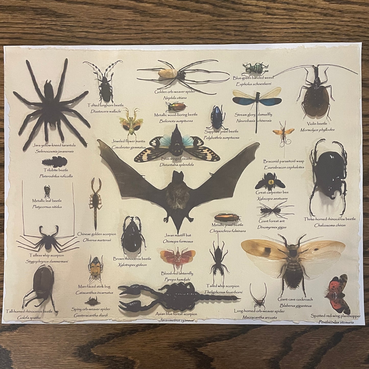 Variety display - 30 unique specimens