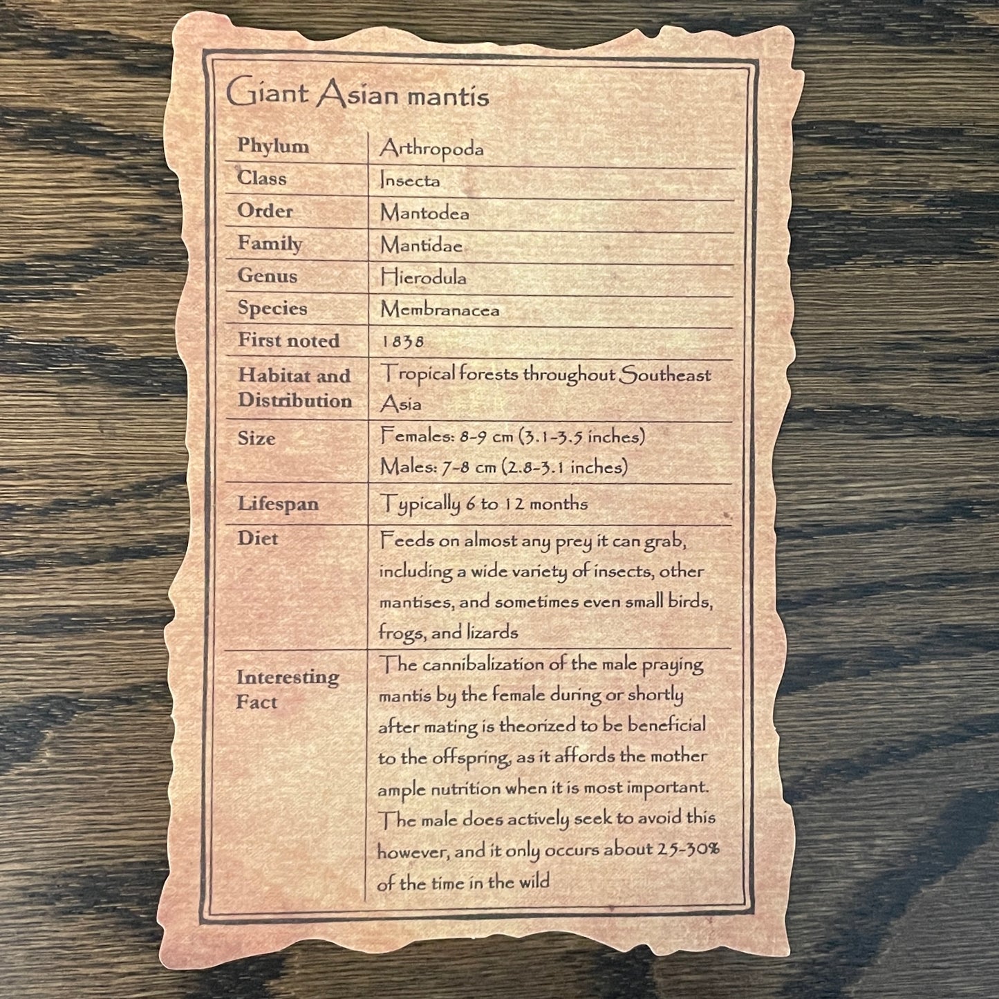 Giant Asian mantis - yellow form