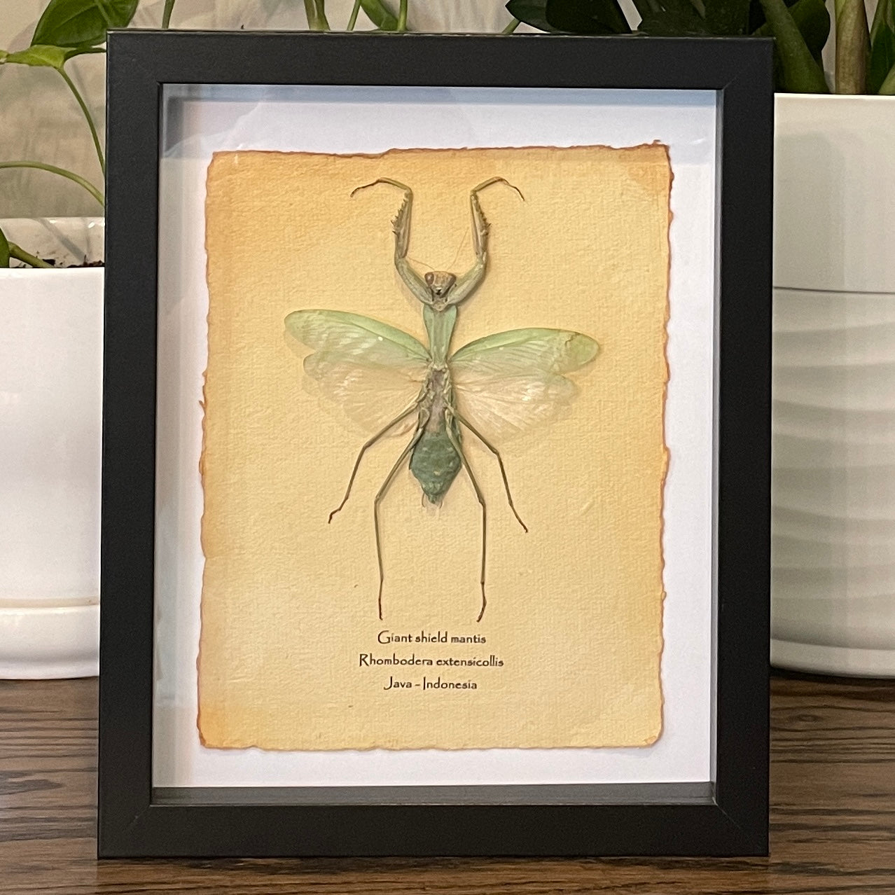 Giant shield mantis