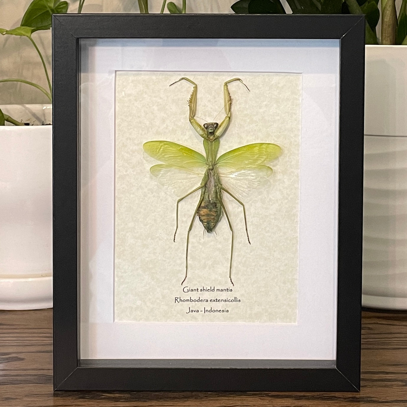 Giant shield mantis