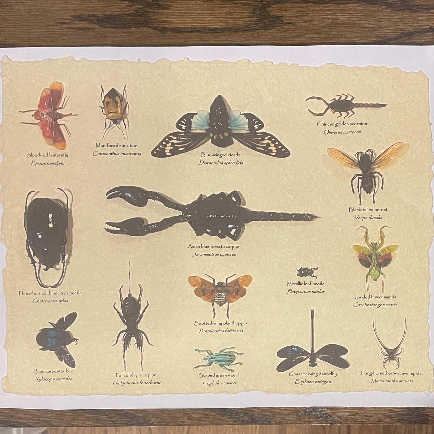 Variety display - 15 unique specimens