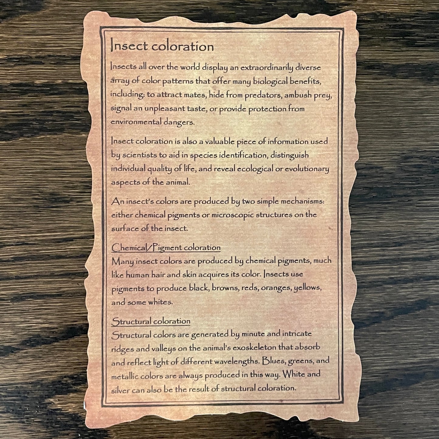 Variety display - 36 insects in 4 color quadrants