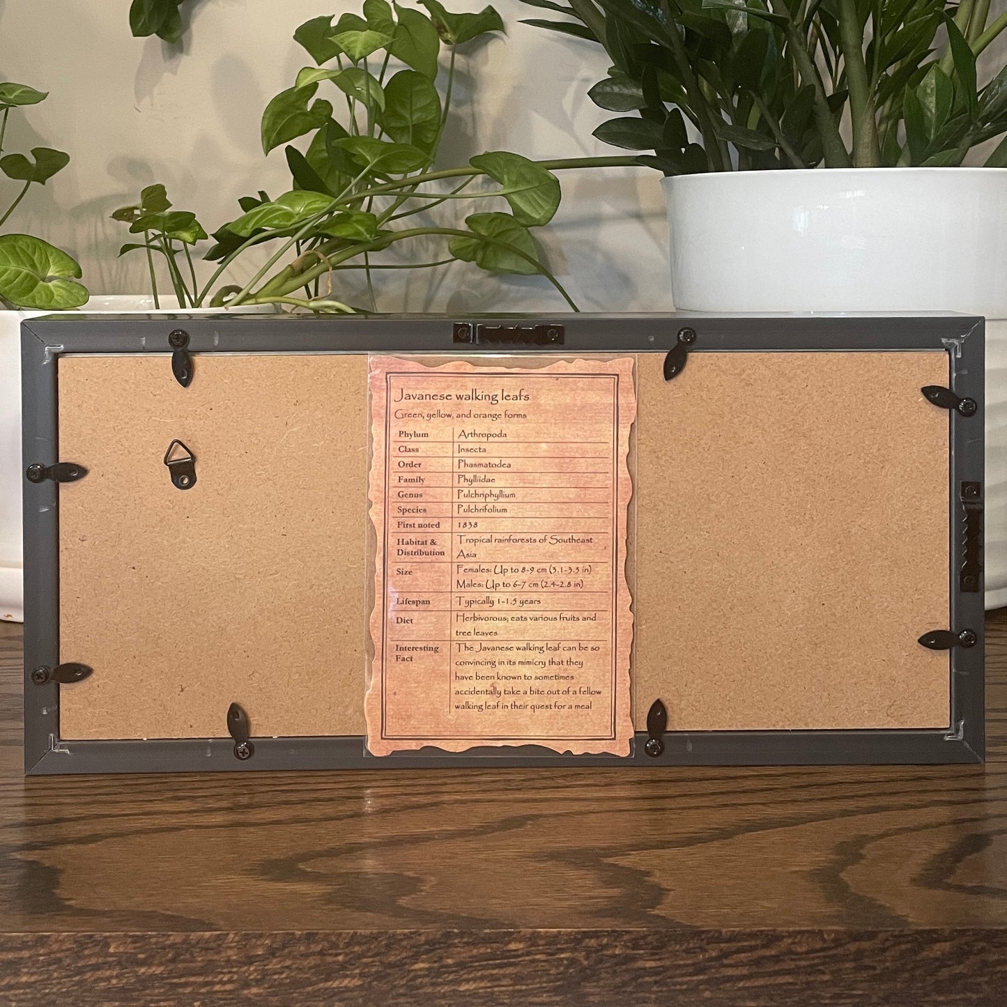 Javanese walking leaf trio - green, yellow, and orange forms