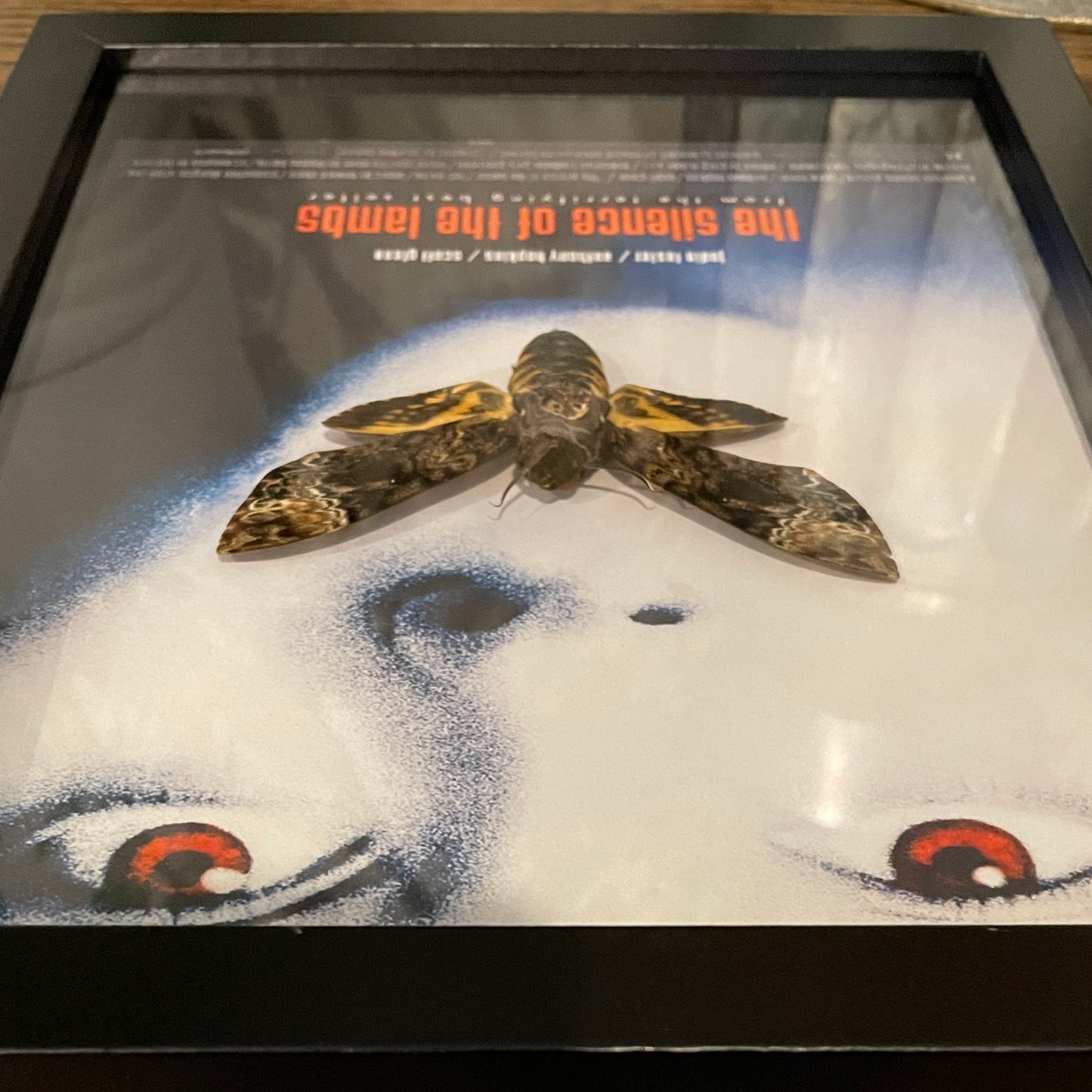 Death's head hawkmoth