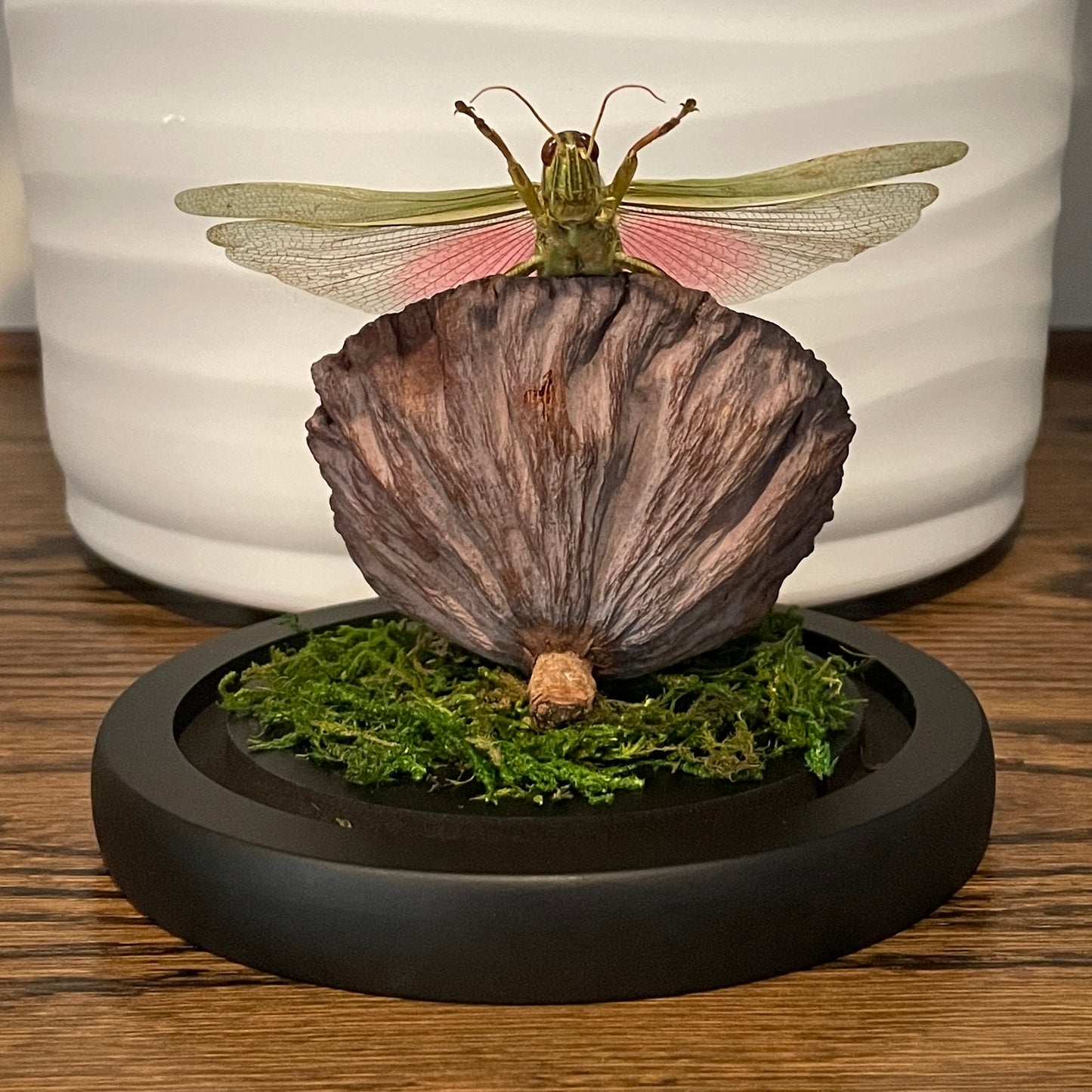 Globe: Rosy-winged grasshopper