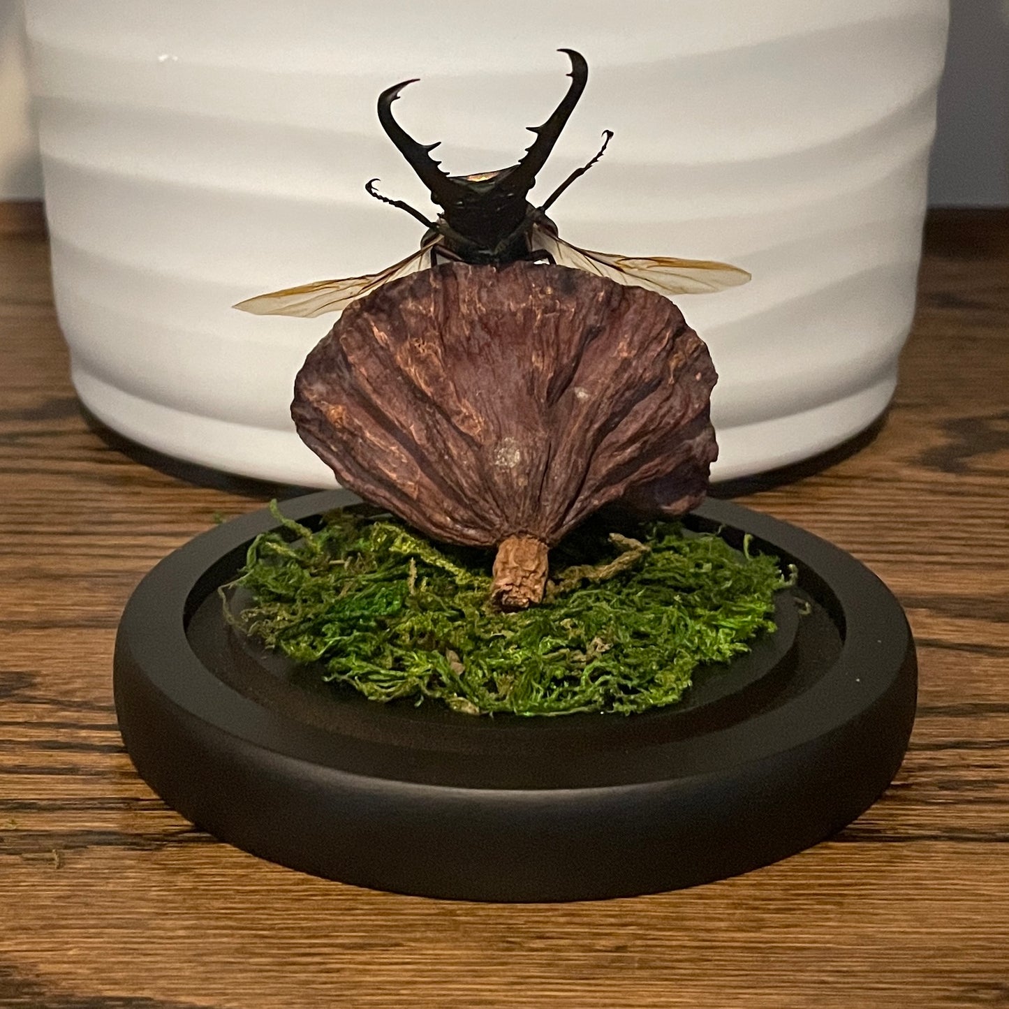 Globe: Metallic stag beetle