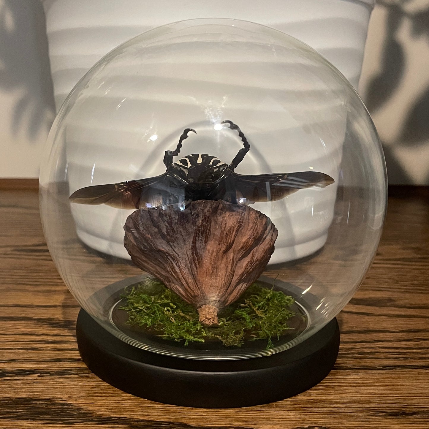 Globe: Goliath beetle