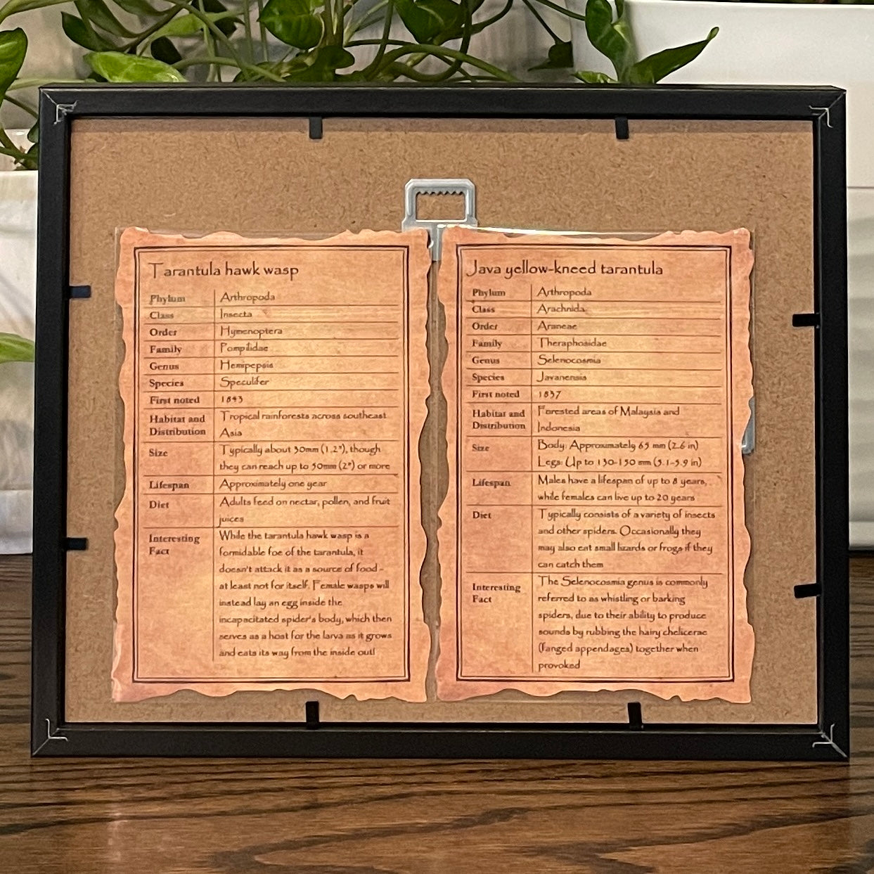 Tarantula hawk wasp vs. Java yellow-kneed tarantula