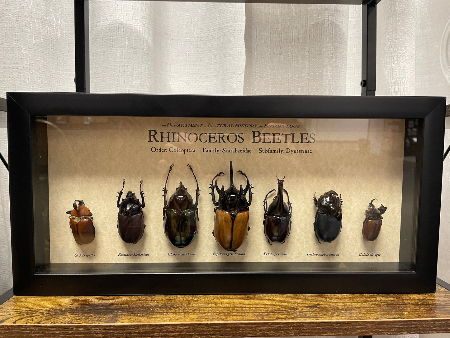 Rhinoceros beetles - group of 7