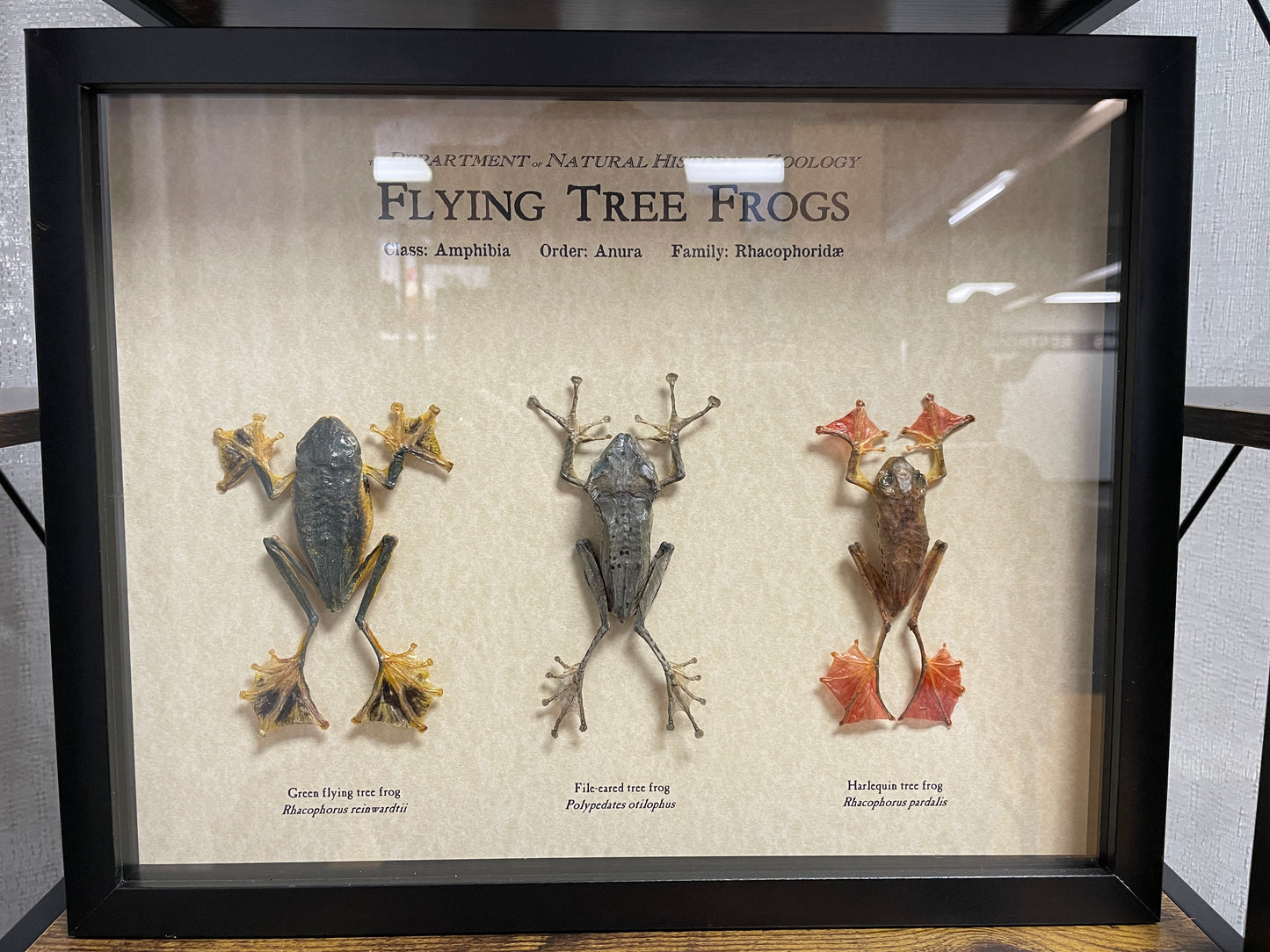 Flying tree frogs trio