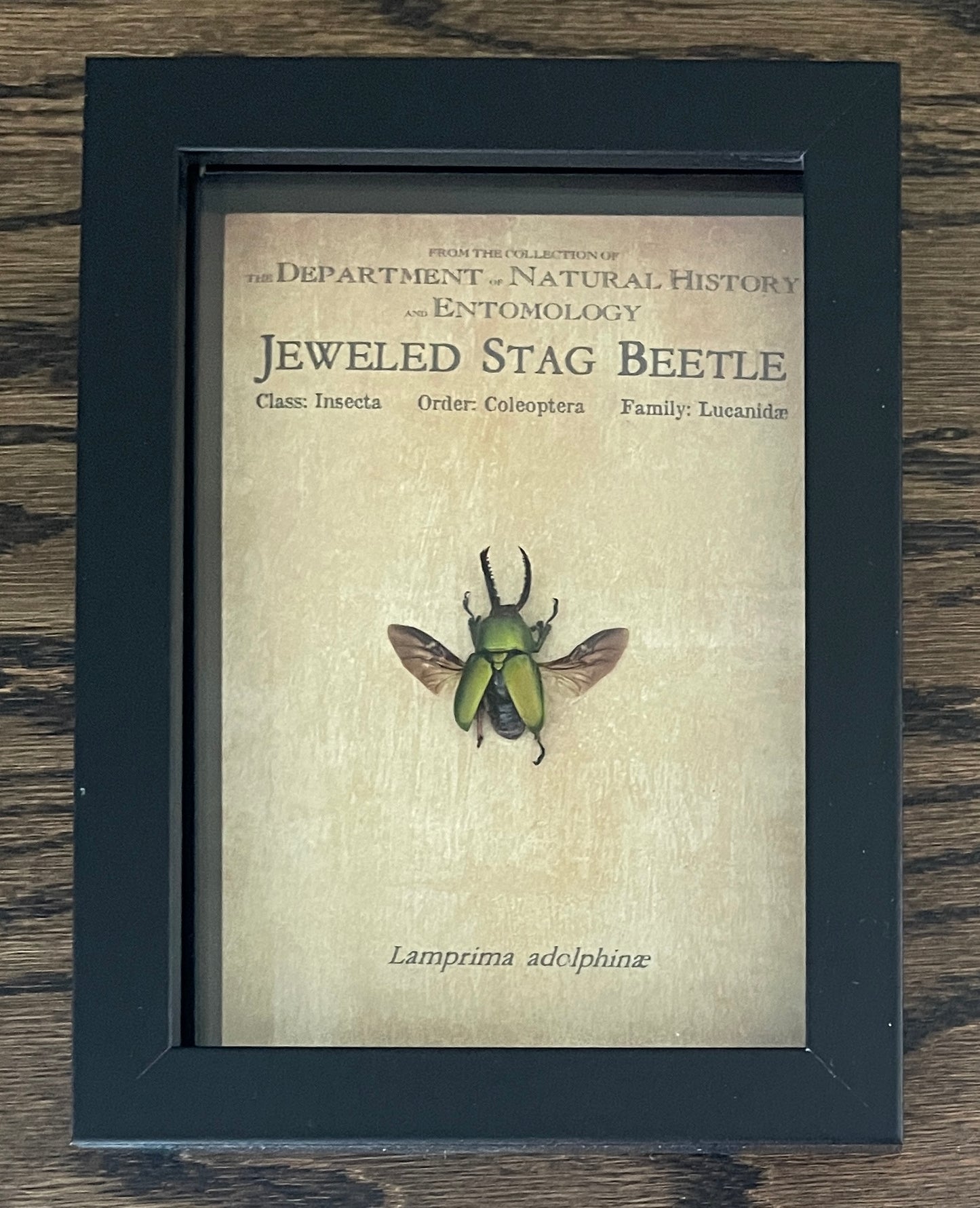 Jeweled stag beetle
