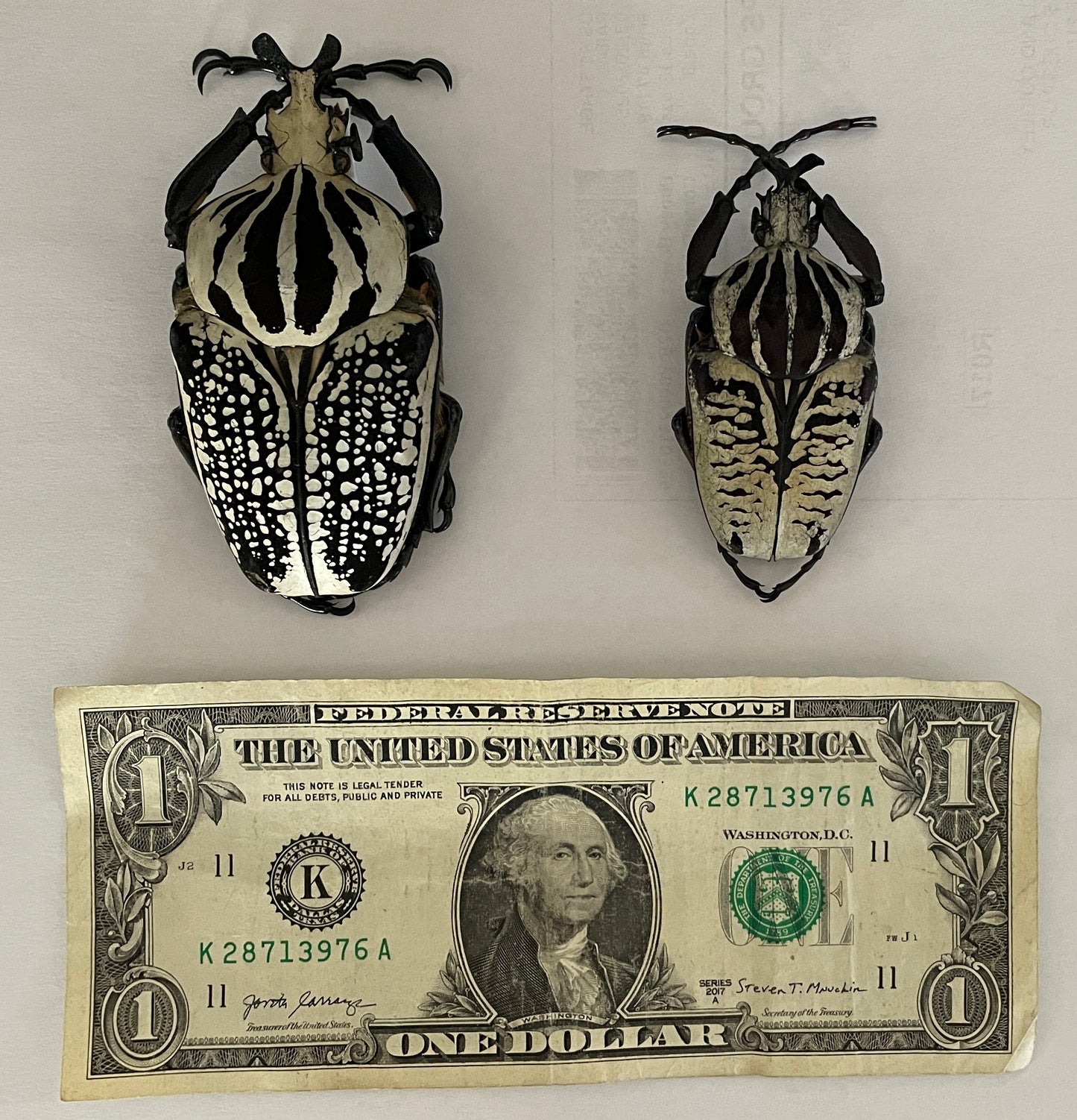 Goliath beetle - smaller species male