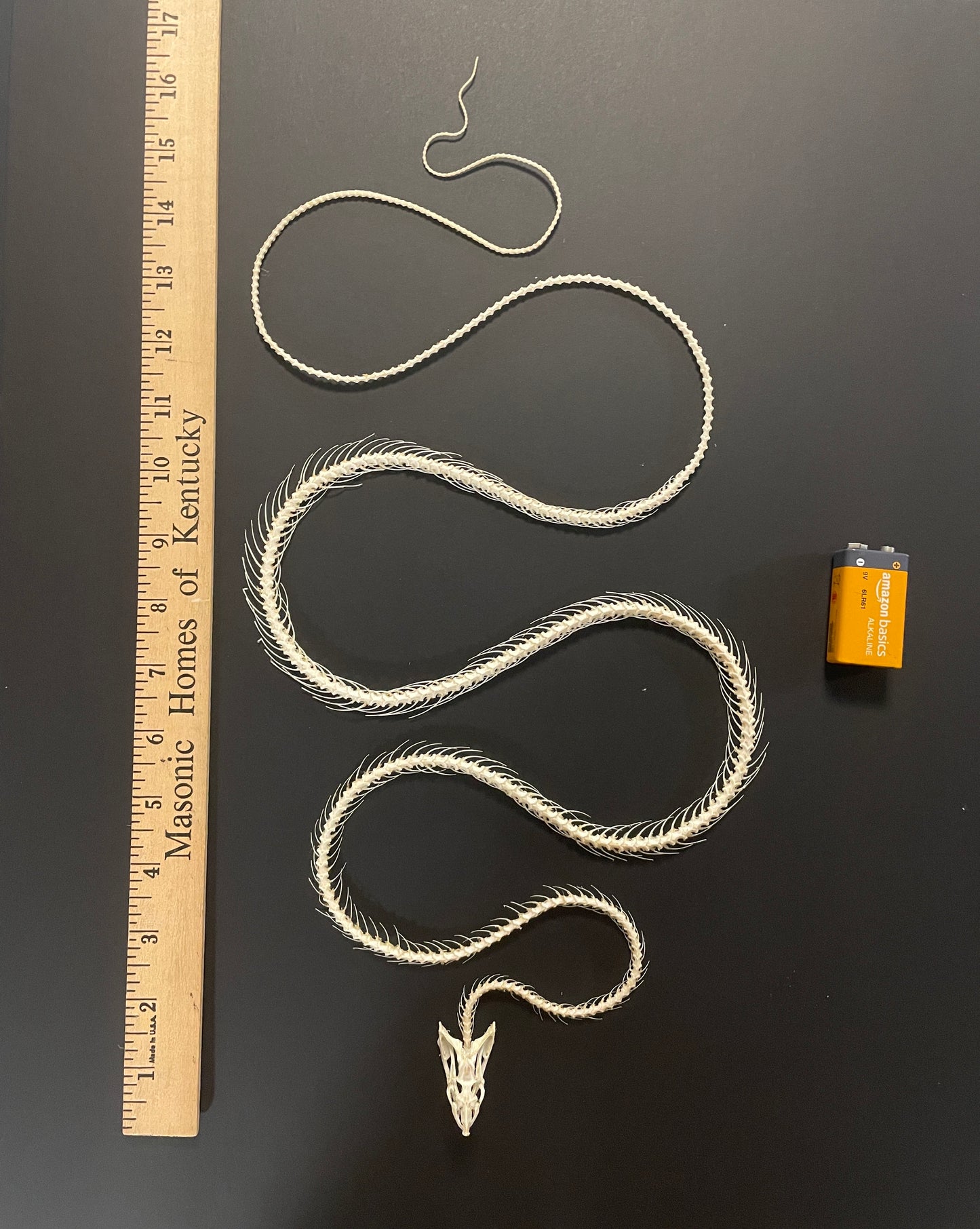 Skeleton: Long (large), skinny snake