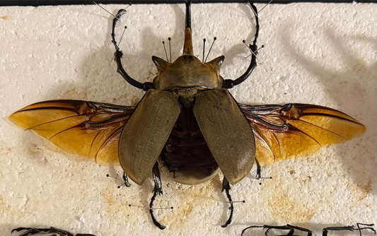 Elephant beetle