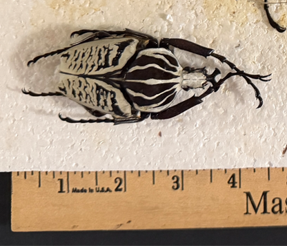 Goliath beetle - smaller species male