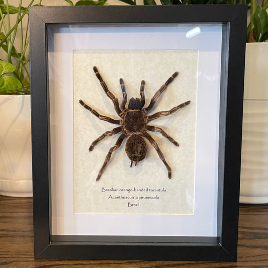 Brazilian orange-banded tarantula