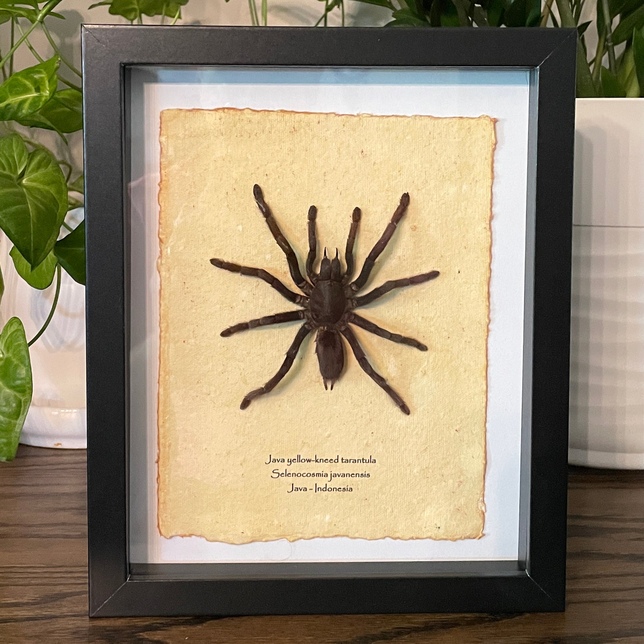 Java yellow-kneed tarantula – Odds and Insects