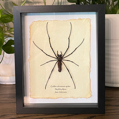 Golden orb-weaver spider